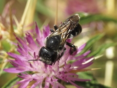 Osmia dimidiata
