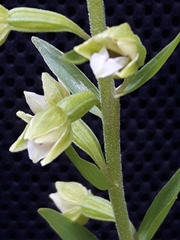 Epipactis bugacensis rhodanensis