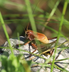 Psorodonotus illyricus