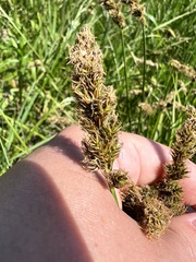 Carex laevissima