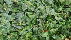 Psychotria verschuerenii