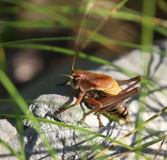 Psorodonotus illyricus