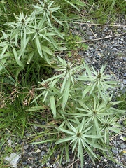 Omalotheca norvegica