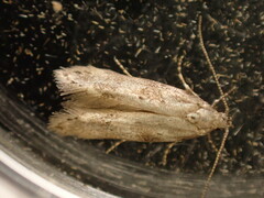 Exoteleia dodecella
