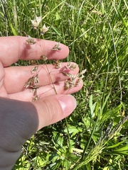 Anthoxanthum glabrum