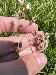 Anthoxanthum glabrum