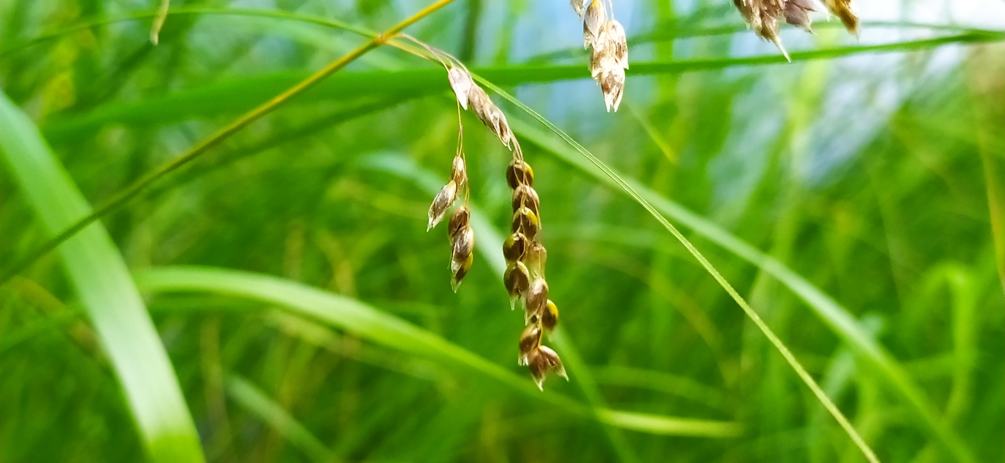Arctic Sweet Grass (Anthoxanthum arcticum)
