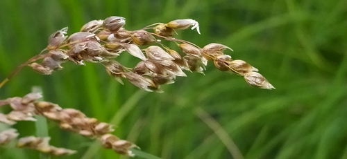 Image of Arctic Sweet Grass (Anthoxanthum arcticum) by no rights reserved