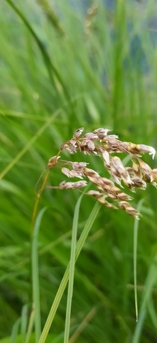Image of Arctic Sweet Grass (Anthoxanthum arcticum) by no rights reserved