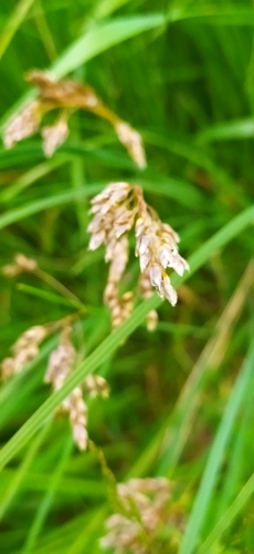 Image of Arctic Sweet Grass (Anthoxanthum arcticum) by no rights reserved