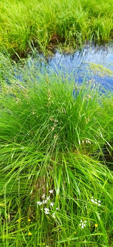 Image of Arctic Sweet Grass (Anthoxanthum arcticum) by no rights reserved