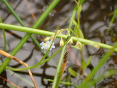 Myosotis cespitosa