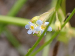 Myosotis cespitosa
