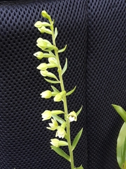 Epipactis bugacensis rhodanensis