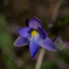 Thelymitra peniculata