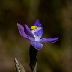 Thelymitra peniculata