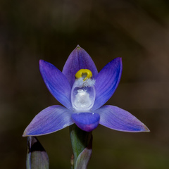 Thelymitra peniculata