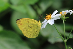 Eurema blanda arsakia