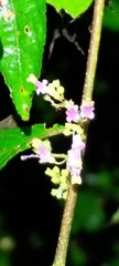 Callicarpa randaiensis