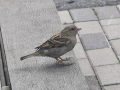 Passer domesticus