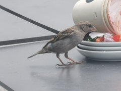 Passer domesticus