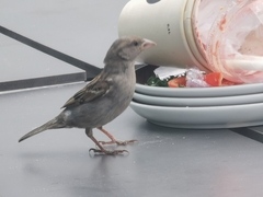 Passer domesticus