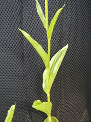 Epipactis bugacensis rhodanensis