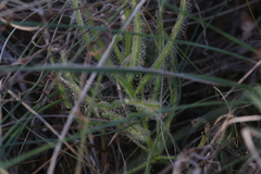 Drosera margaritacea