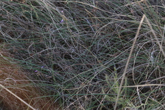 Drosera margaritacea