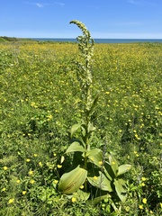 Veratrum grandiflorum