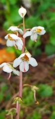 Pyrola grandiflora