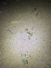 Androctonus amoreuxi