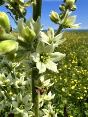 Veratrum grandiflorum