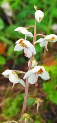 Pyrola grandiflora