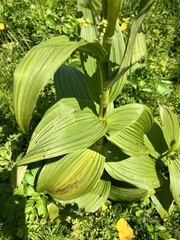 Veratrum grandiflorum