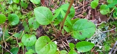 Pyrola grandiflora