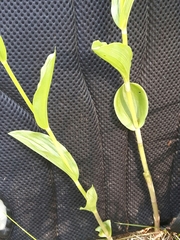 Epipactis bugacensis rhodanensis