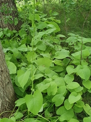 Cicerbita macrophylla