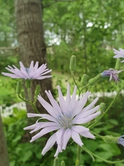 Cicerbita macrophylla