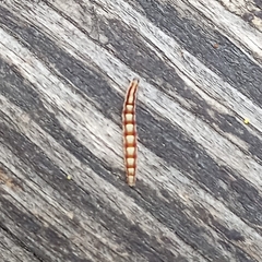 Swammerdamia pyrella