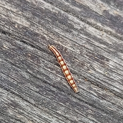 Swammerdamia pyrella