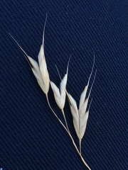 Bromus squarrosus