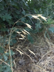 Bromus squarrosus