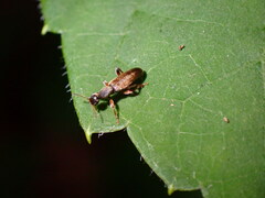 Macratria murina