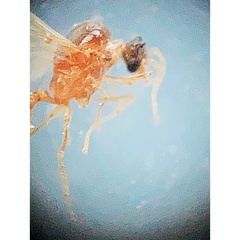 Pheidole tysoni