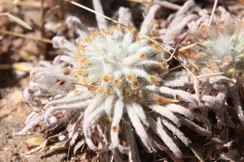 Drosera derbyensis