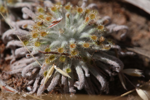 Drosera derbyensis
