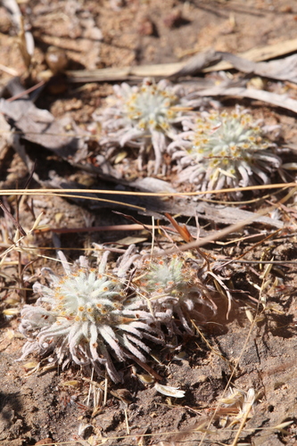 Drosera derbyensis