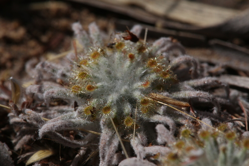 Drosera derbyensis