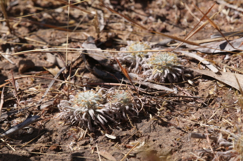 Drosera derbyensis